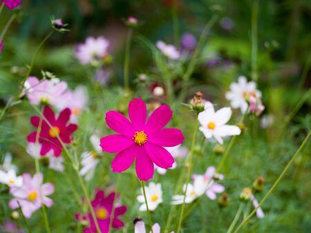 Floral background Field with colorful flowers with close-up shot of a bright fuchsia cosmos flower Deep pink Cosmos bipinnatus, Asteraceae Selective focus with shallow depth of field.の写真素材