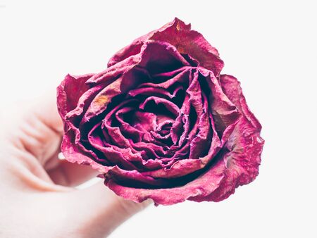 Memory, deathy, loss concept. Woman hand holding dried red rose flower isolate on white background. Traditional symbol of a broken heart and lost love. Life anf dead. Soft focus. Close upの写真素材