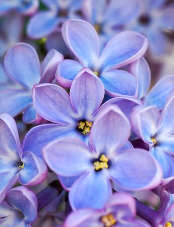 Nature and spring concept. Macro image of spring lilac violet flowers. Abstract purple floral background. Floral decor for presentation of natural cosmetics. Macro view. Soft focus.の写真素材