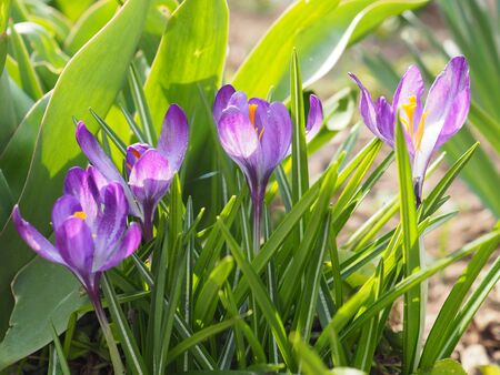 Spring background with violet Crocus flowers in park. Beautiful blooming purple crocus flowers on a meadow. Pretty purple and white crocus under the bright sun in spring timeの写真素材