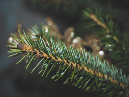 Background with macro view of green fir brunche and yellow lights. New year and Christmas concept....
