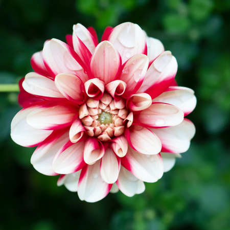 Beautiful white and red dahlia flower and water drop in blurred green backgroundの写真素材