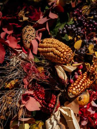 Thanksgiving decorations. Autumn or Fall composition. Fall leaves, berries and corn. Mood, lifestyle, still life concept.の写真素材