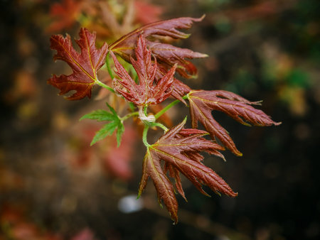 Autumn or fall vibes. Small maple tree after rain. Close up picture of a red Japanese maple leaf.