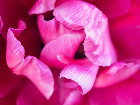 Close up of vivid fuchsia color tulip. Unfocused abstract pink floral background. Blurred petals of...