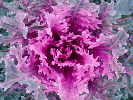 Texture of cauliflower. Beautiful autumn background in close-up of decorative Flowering Cabbage. Purple Ornamental Cabbage.の写真素材