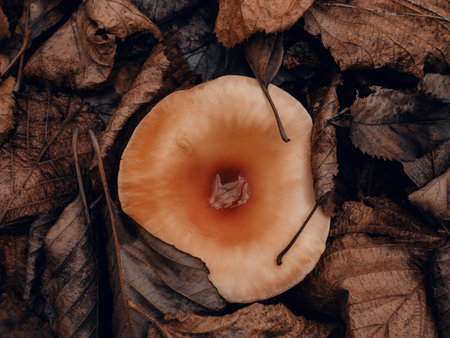 Fall composition. Textured brown dry leaves and wild orange mushroom in autumn forest. Brown colors...