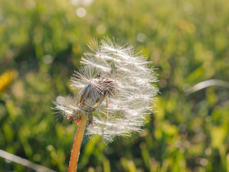 Spring and nature concept. Dandelion in the foreground with a soft blurry green background. Closeup of dandelion flower with white seeds. Concept of light wight and ecology.の写真素材