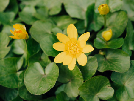 Ficaria grandiflora. Buttercup yellow flowers on a green sunny blurred background. Spring messenger. Bright yellow Lesser celandine against its own leaves. Ranunculus ficaria. Soft focusの写真素材