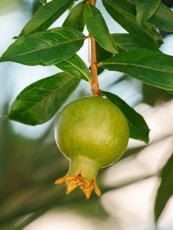 Punica granatum. Unripe wild green pomegranate on a tree. Selective focus. Growing pomegranate fruit in the garden.の写真素材