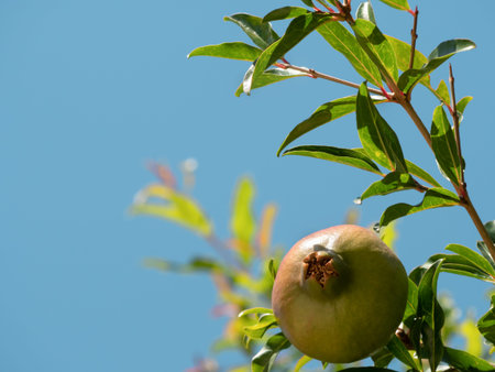 Unripe wild green pomegranate on a tree with blue sky. Selective focus. Growing pomegranate fruit in...