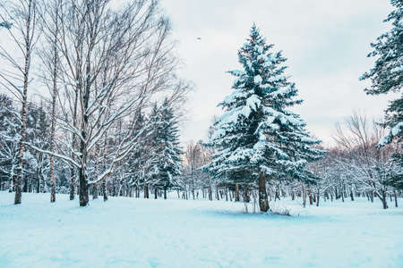 Beautiful winter landscape with snow covered trees. Winter forest in evening sunset with fir tree, pine fir-tree and birch City urban scene. Vibrant toned picture.の写真素材