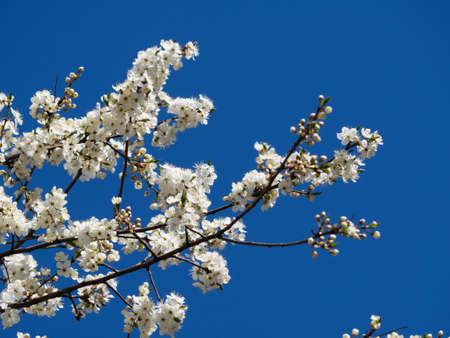 Blooming spring fruit tree branches with flowers. White oriental cherry in spring over clear blue sky. Abstract nature backgroundの写真素材