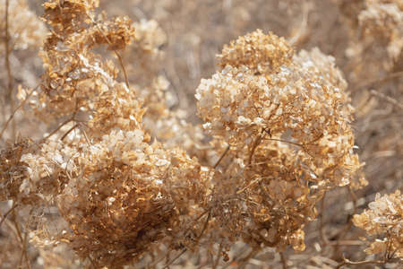 Floral minimal home interior boho style. Fall composition with dry golden Hydrangea.の写真素材