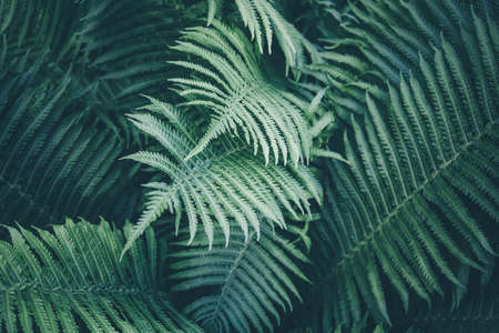 Dark green fern texture background looks like cosmic jungle. Soft focus to unusual vibrant deep emerald color exotic plants. Abstract tropical backdrop of rainforest foliage textures for creative useの写真素材