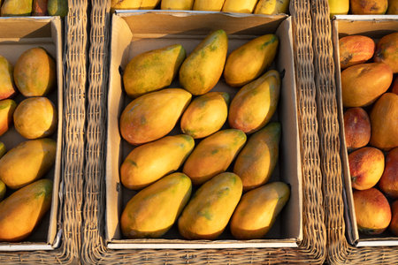 Egyptian fresh raw organic yellow mango in box at outdoor farmers market. Vegan food and healthy nutrition concept. Tropical fruit in the summer for sale in the street. Soft focusの写真素材