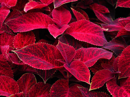 Bright vinous redhead coleus. Plectranthus scutellarioides. Abstract red leaves as background....