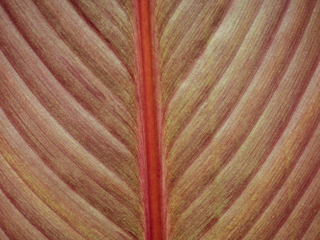 Close up tropical canna indica leaf pattern as background. Abstract canna lily nature leaves...