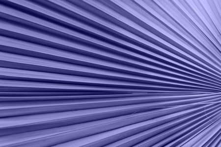 Closeup of tropical palm leaf pattern in trendy purple colors. Minimalism composition. Color of the Year 2022. Very Peri. Creative violet nature background. Gentle leaves texture. Top view.の写真素材