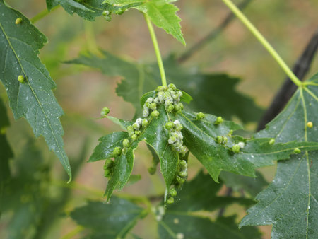 Disease of maple leaves close-up. Damage to gall mites. Phyllocoptes fockeui. Sick leaf of Acer...