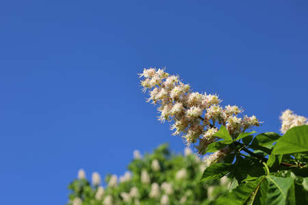 Branch with blooming flowers of Horse chestnut tree against blue clear sky. Aesculus hippocastanum. White candles of blossom Conker tree. Spring and new life concept for natural designの写真素材