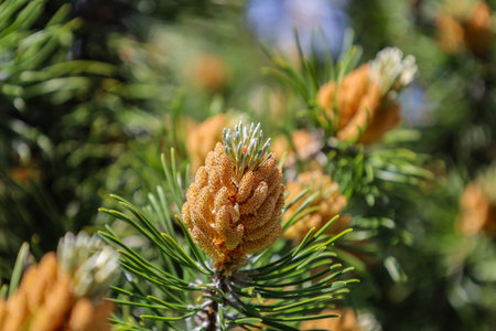 Blossom of Pinus mugo. Male pollen producing strobili. New shoots in spring of dwarf mountain pine....