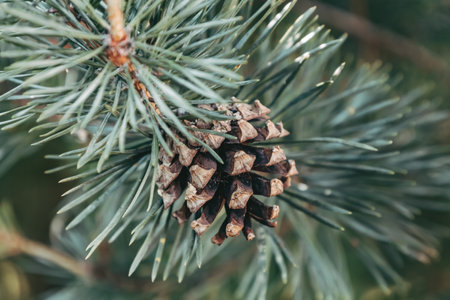 Brown mature ripe seed cone on the branch of Scots pine. Closeup of opening bud of Pinus sylvestris. Natural beauty of elegant twig of Baltic pine. Soft focus. Seasonal wallpaper for designの写真素材