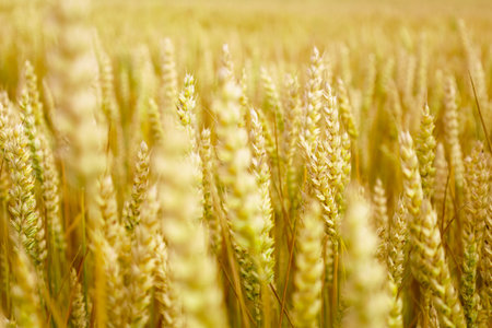 Yellow and green common wheat growing in the cultivated field. Agriculture scene. Triticum aestivum. Head full grains close up. Concept of the rich harvest. Spikelets of wheat. Soft focus.の写真素材