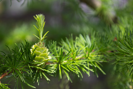 Bright green young cones on the branch of European larch. Closeup of opening bud of Larix Decidua. Female cone. Natural beauty of elegant larch tree twig. Soft focus. Seasonal wallpaper for designの写真素材