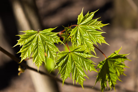 Spring branch of Norway maple. Close up fresh green leaves of Acer platanoides. New life concept for...