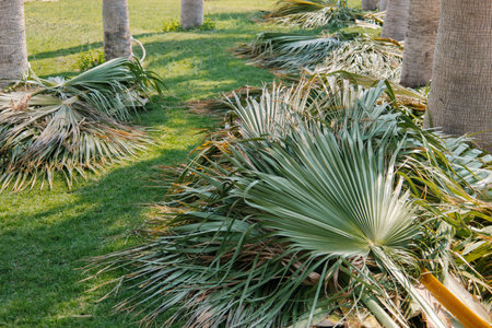 Fresh cutting down palm leaves on the ground. The result of the gardeners work on the improvement of plants and trees. Seasonal emergency and sanitary pruning of trees. Municipal arborist service.の写真素材