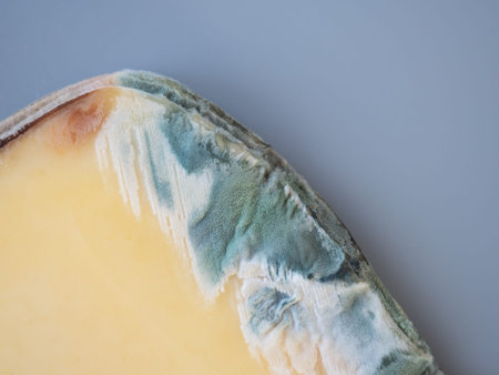Expired moldy hard cheese purchased at the supermarket. Wastage of Lycopersicon. Incorrect long-term...