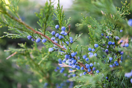 Bright needles with whitish blue berries Cossack juniper. Immature bumps of Juniperus sabina. Savin for decorates any garden. Interesting nature concept for background design. Soft focusの写真素材