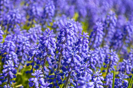 Bell-shaped violet flowers in the spring. Blooming muscari in the field. Armenian grape hyacinth or...