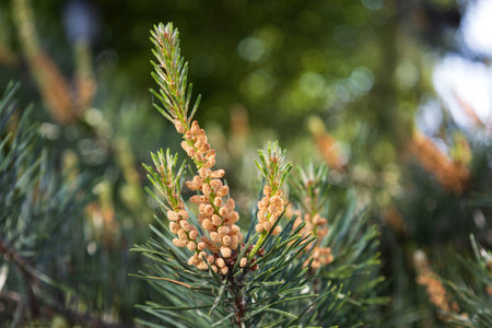 Male pollen producing strobili on the branch of Scots pine. Blossom of Pinus sylvestris. Natural beauty of elegant twig of Baltic pine. Yellow cluster pollen-bearing male cones or microstrobileの写真素材
