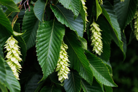Blossom of the Ostrya carpinifolia in the family Betulaceae. Bright young twig of European hop-hornbeam with dark green leaves and female flowering catkin in the spring. Seasonal wallpaper for designの写真素材