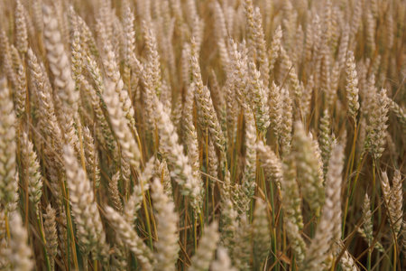 Yellow and green common wheat growing in the cultivated field. Agriculture scene. Triticum aestivum. Head full grains close up. Concept of the rich harvest. Spikelets of wheat. Soft focus.の写真素材