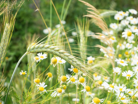 Green rye head in cultivated agricultural field with wild chamomile flowers in bloom. Early stage of farming plant development. Natural rustic summer background. Concept of the rich harvestの写真素材