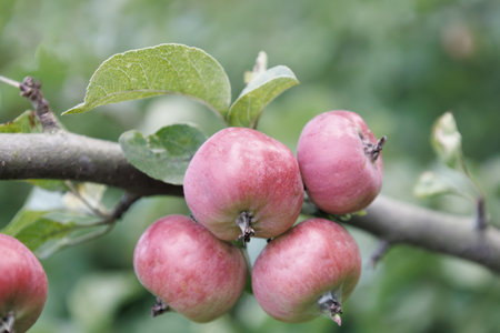 Small red apples on branch in autumn. Abstract fall natural background. Rich harvest. Farming, agriculture concept. Harvesting of ripe apple. Fruits for sale. Healthy meal.の写真素材