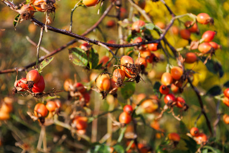 Branch with red and orange fruits of Sweet Briar. Bright twig of Rosa rubiginosa with ripe hips in the fall. Colorful autumn background. Harvesting time. Healthy meal.の写真素材