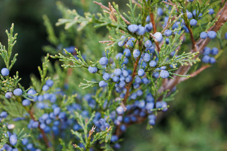 Bright needles with whitish blue berries Cossack juniper. Immature bumps of Juniperus sabina. Savin for decorates any garden. Interesting nature concept for background design. Soft focus.の写真素材