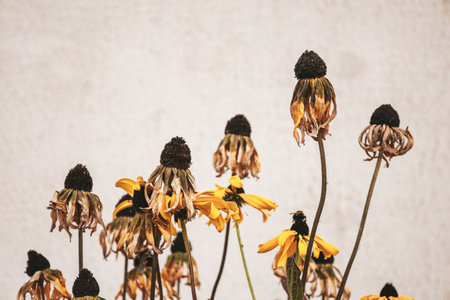 Many dry and withered flowers on grey dirty background. Autumn brown dried plants. Symbol of loneliness, withering and old age. Minimalism. Aesthetic fine art botanical posterの写真素材
