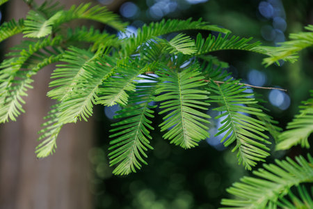Foliage of deciduous conifer Metasequoia glyptostroboides in subfamily Sequoioideae of the family Cupressaceae. Green young feathery fern-like leaves of Dawn Redwood in spring. Nature conceptの写真素材