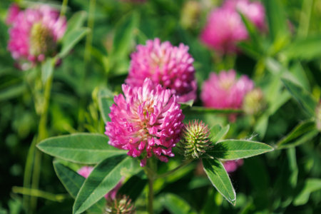 Blossom of bright red clover in summer meadow. Medical plant for health and aromatherapy. Purple Trifolium pratense inflorescence in family Fabaceae. Seasonal wallpaper for design. Dark pink flowerの写真素材