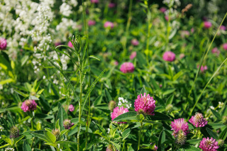 Blossom of bright red clover in summer meadow. Medical plant for health and aromatherapy. Purple Trifolium pratense inflorescence in family Fabaceae. Seasonal wallpaper for design. Dark pink flowerの写真素材