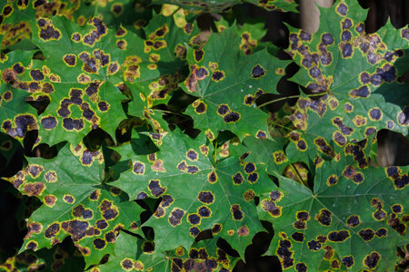 Disease of maple trees in autumn. Damage of Rhytisma acerinum fungus in acer leaves. Sick leaf with tar spots. The concept of protection natureの写真素材