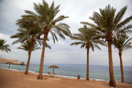 palm treesの写真素材