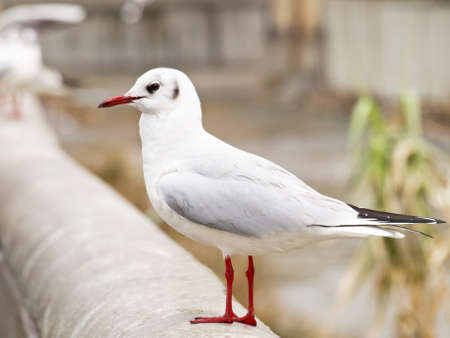 seagullの写真素材