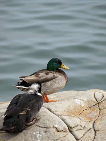 Mallard duckの写真素材