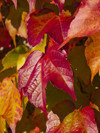  red leaves in autumnの写真素材
